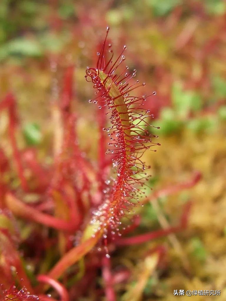 茅膏菜可以养几年,养茅膏菜最适合用什么土