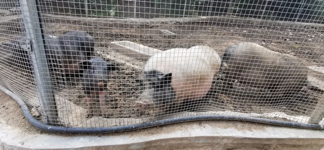 济南适合遛娃的免费去处,春节遛娃好去处济南