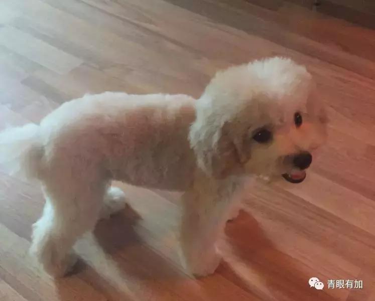 鱼丸小姐的狗年狗事儿︱青眼有加