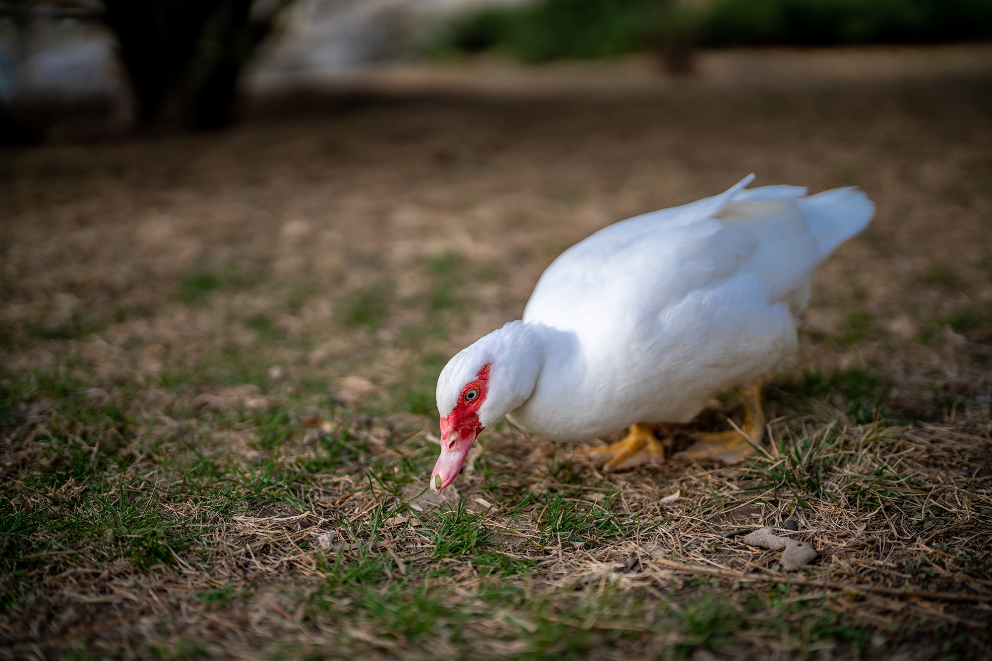索尼fe50mmf1.2gm拍人像,索尼全画幅fe24mmf1.4测评