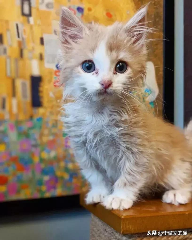 幸运的小小猫,幸运的猫咪全集