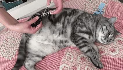 新手养猫注意事项养猫人经验总结,养猫人必备的小妙招快收藏起来吧