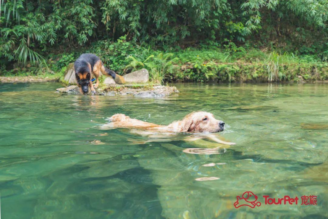 带着宠物去旅行的日常生活,想带着宠物一起旅游哪种好