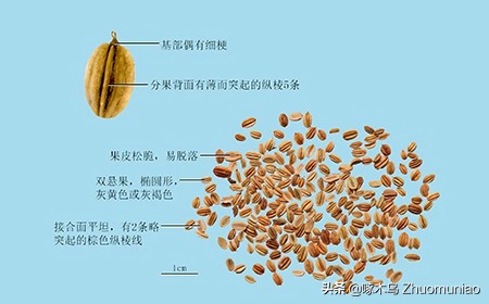 【清风典历】一鸣惊人