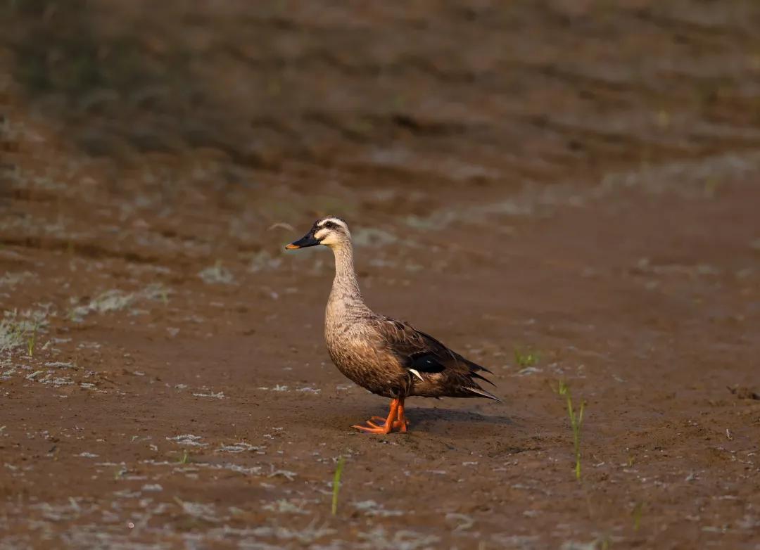 涂上黄色的“润唇膏”，TA就是野鸭中最靓的仔