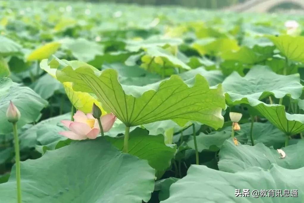 一份来自成都大学的“自我介绍”