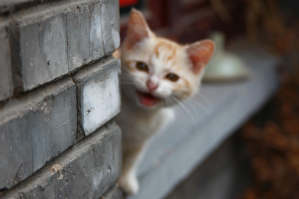 猫咪爱不爱叫，除了跟性格有关外，和品种也有很大的关系！