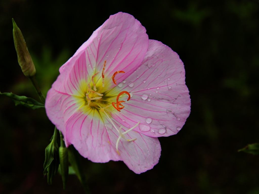 100种常见花卉图谱，收藏起来慢慢看，从此识花不求人