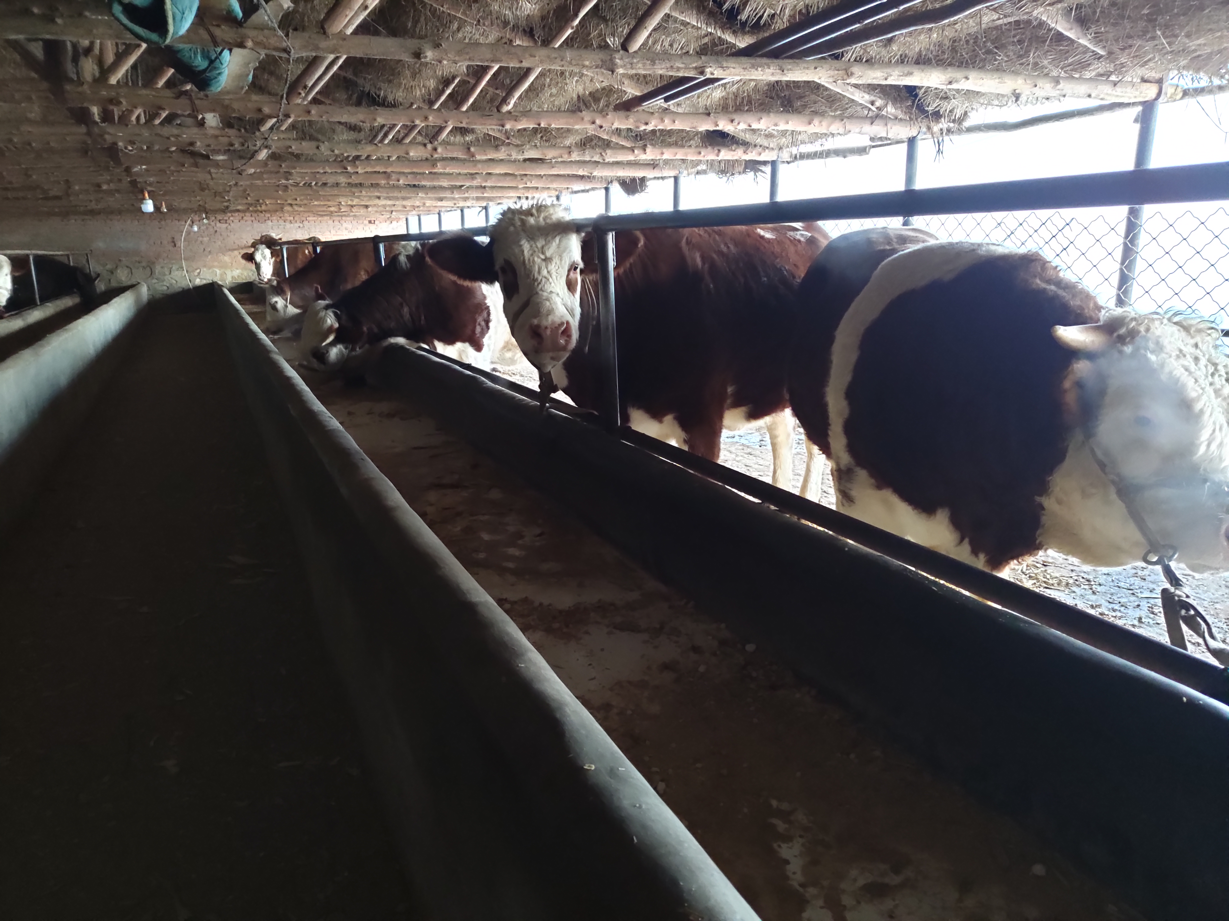 冬天养牛最怕什么牛,东北冬天养牛保温