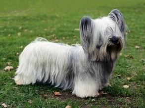 世界上所有的狗品种图片,世界最名贵的狗前十名及其简介