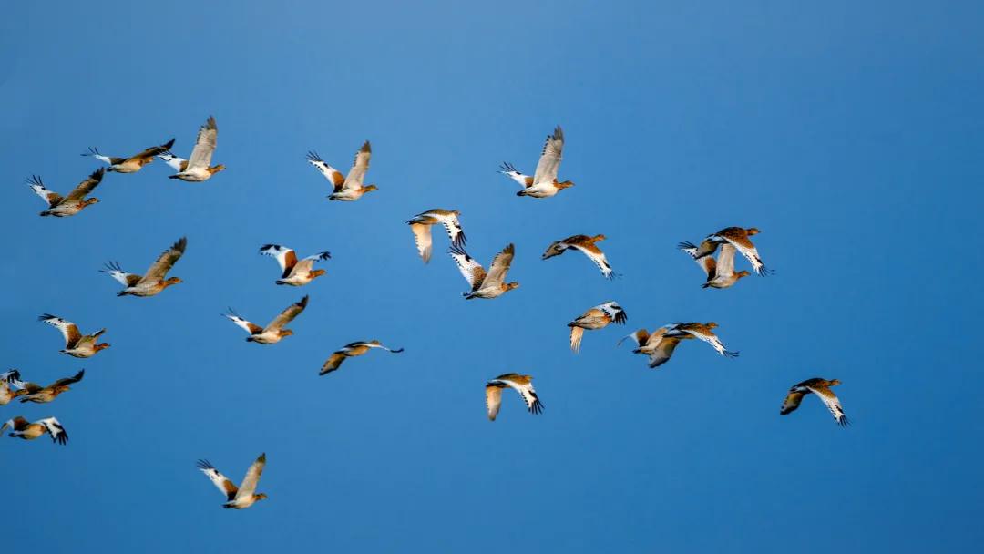 世界爱鸟日普及,观测鸟类迁徙迎接国际爱鸟日