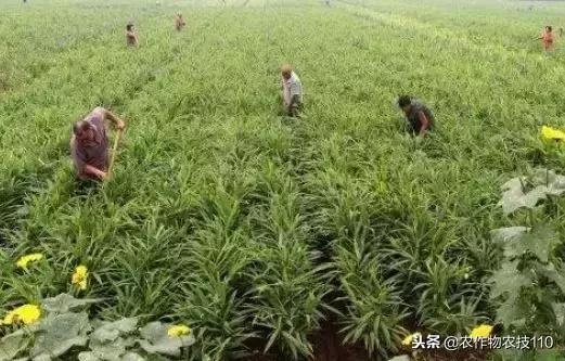 高产种姜栽培技术视频,种姜之前姜种用什么消毒