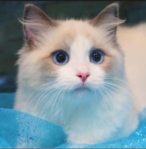 2021最火猫咪,2020年最火的猫咪