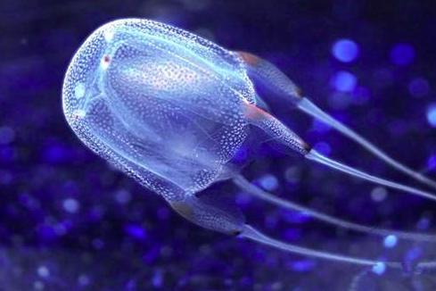 澳洲箱水母是世界上最毒的水母吗,箱形水母是最毒的动物吗