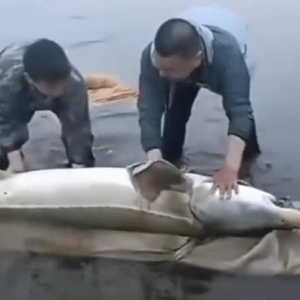 渔民误捕350斤鱼王,渔民误捕到的鱼