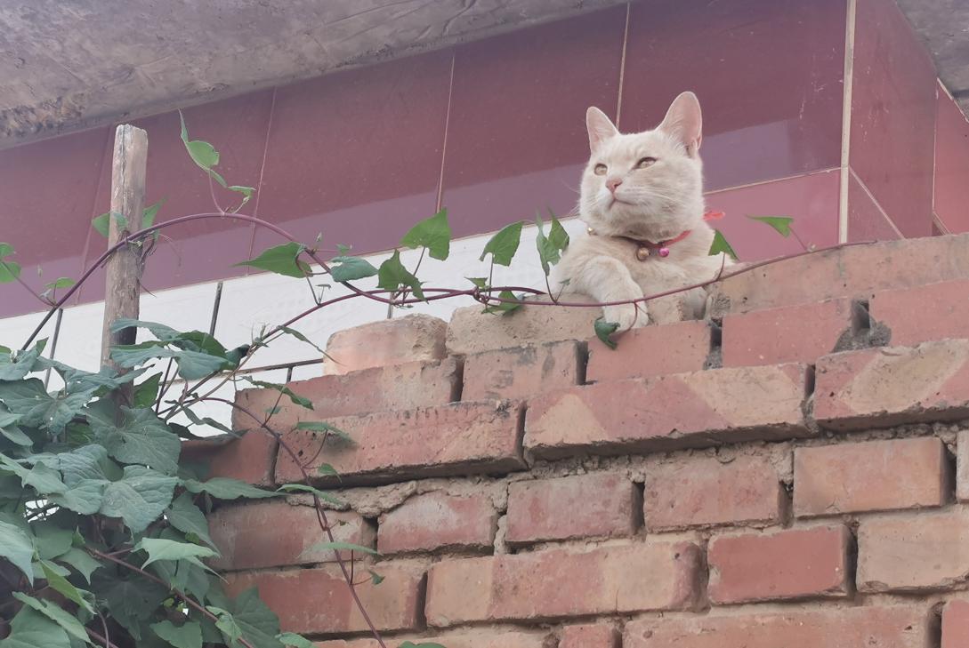 萌宠沙雕猫咪日常,萌宠沙雕日常橘猫