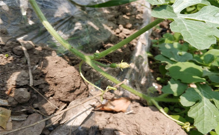 种植西瓜的技巧最神奇,西瓜种植如何达到高产
