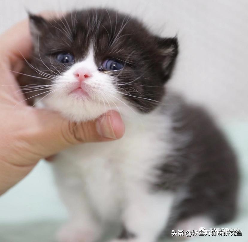 刚生的小猫母猫不在如何照顾,早产没长毛的小猫怎么救活