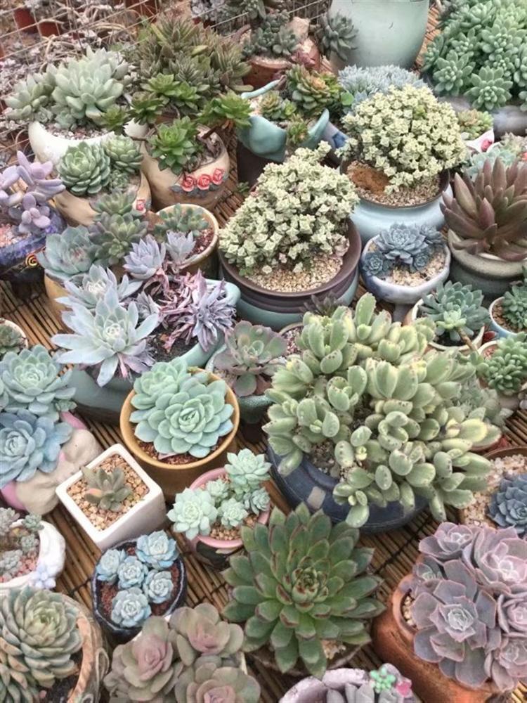 网购多肉老桩，“埋”多深有讲究！