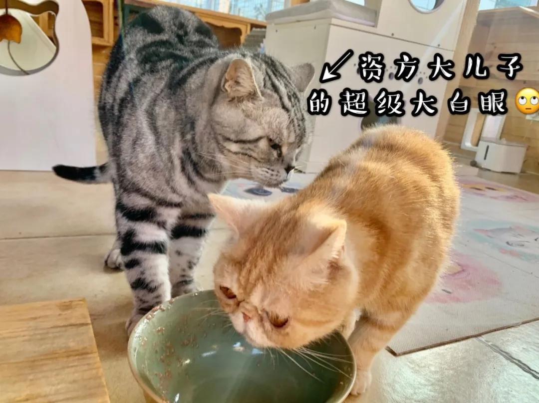 小猫咪为什么喜欢在阳光底下翻滚,小猫咪为什么爱偷袭