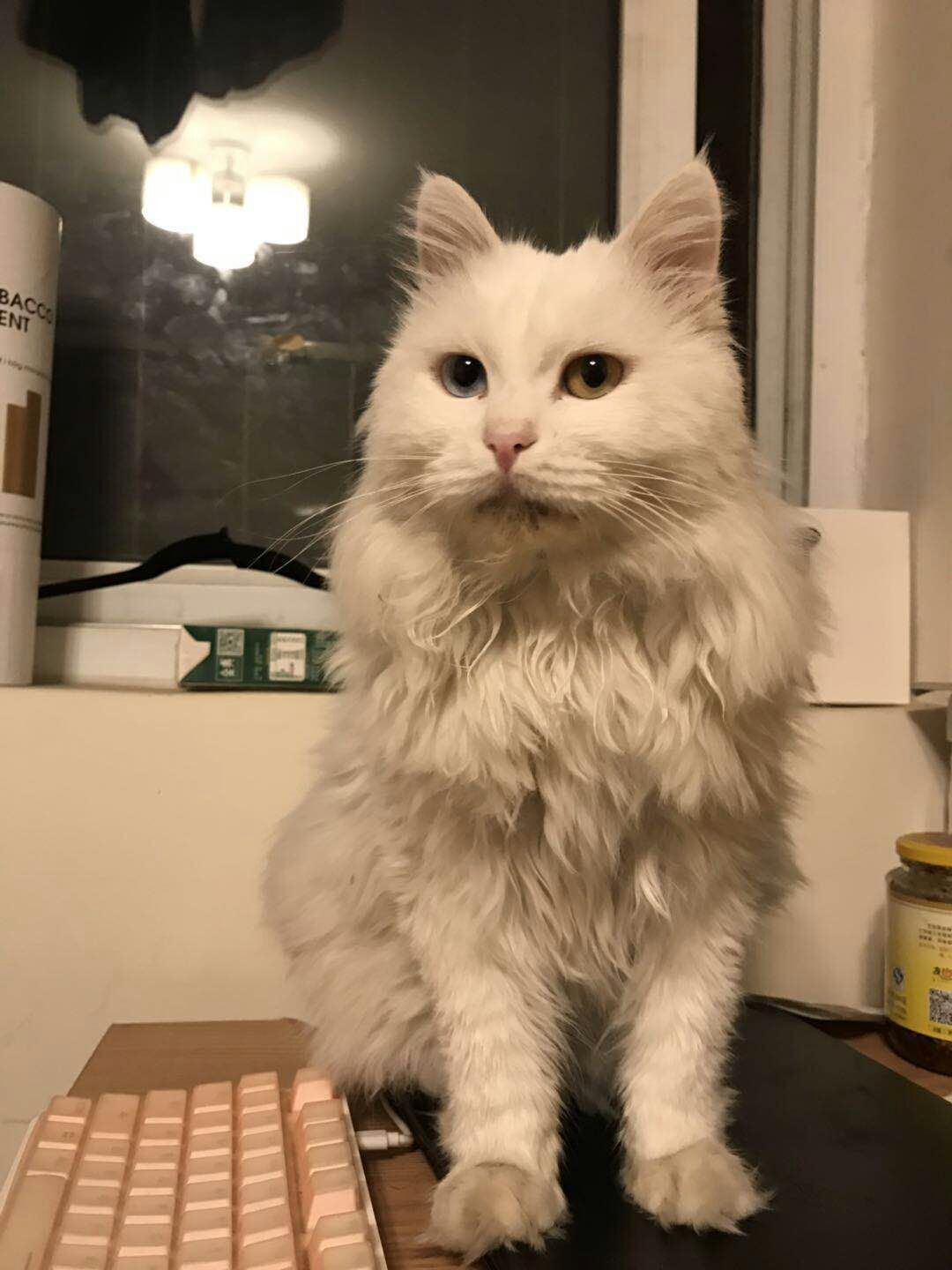 狮子猫小猫咪,狮子猫橘色宠物