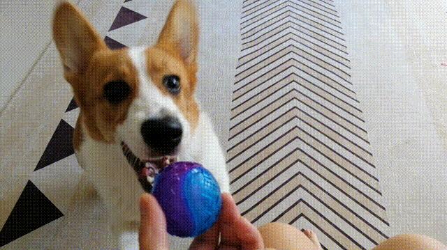 狗狗长双排牙去拔需要多少钱,狗狗双排牙都拔掉了怎么办