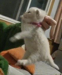 你根本不知道，养只猫有多幸福！