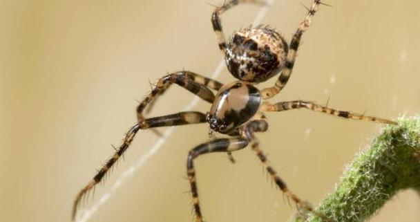 蜘蛛给人们的印象,蜘蛛印象出场