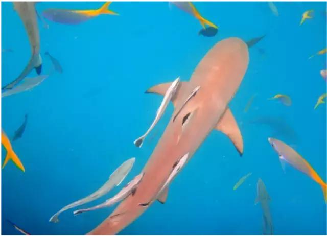 帕劳和斐济哪个好玩一点,帕劳vs斐济