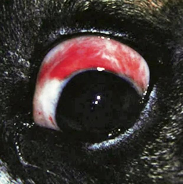 [宠物疾病知识科普]犬埃利希体病