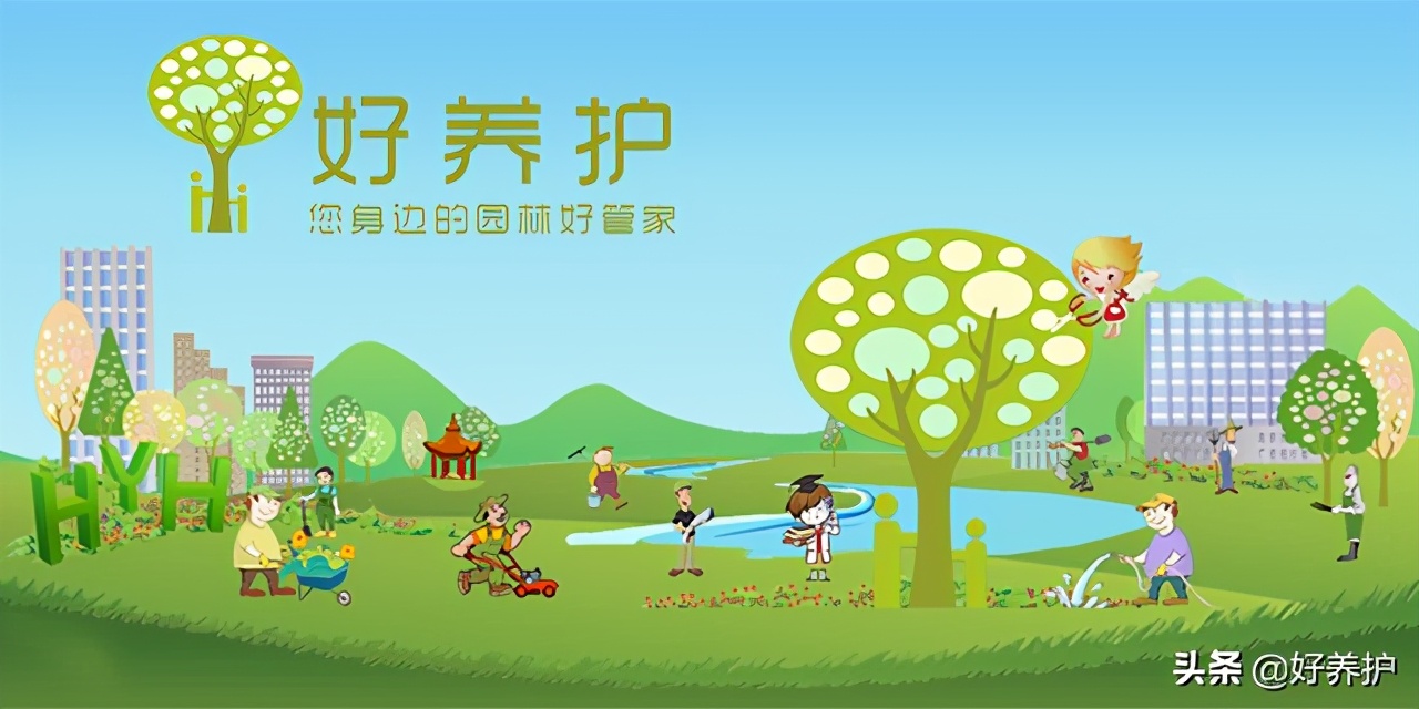 多肉植物往高长怎么处理,多肉徒长怎么办