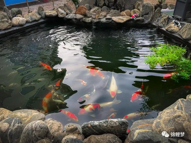 家庭锦鲤养殖常见病,锦鲤常见病统计表格