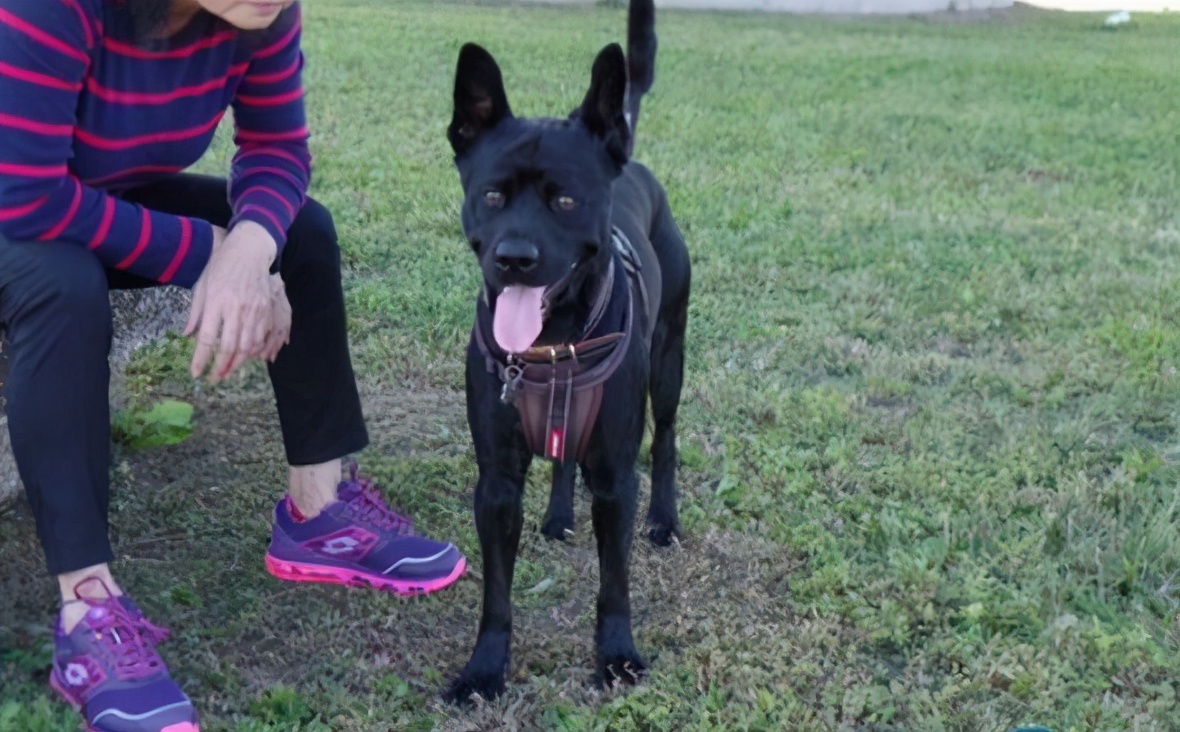 为什么有人说养狗的人越来越多,养狗的人注意了这几点必须知道