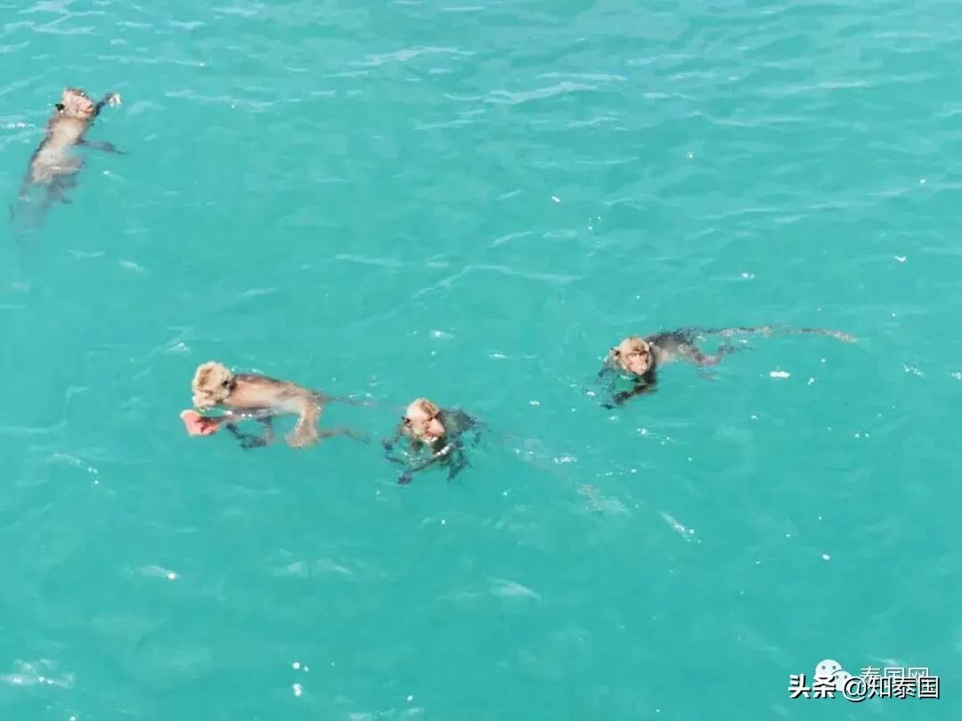 芭提雅旅游真实感受,芭提雅黑暗旅游