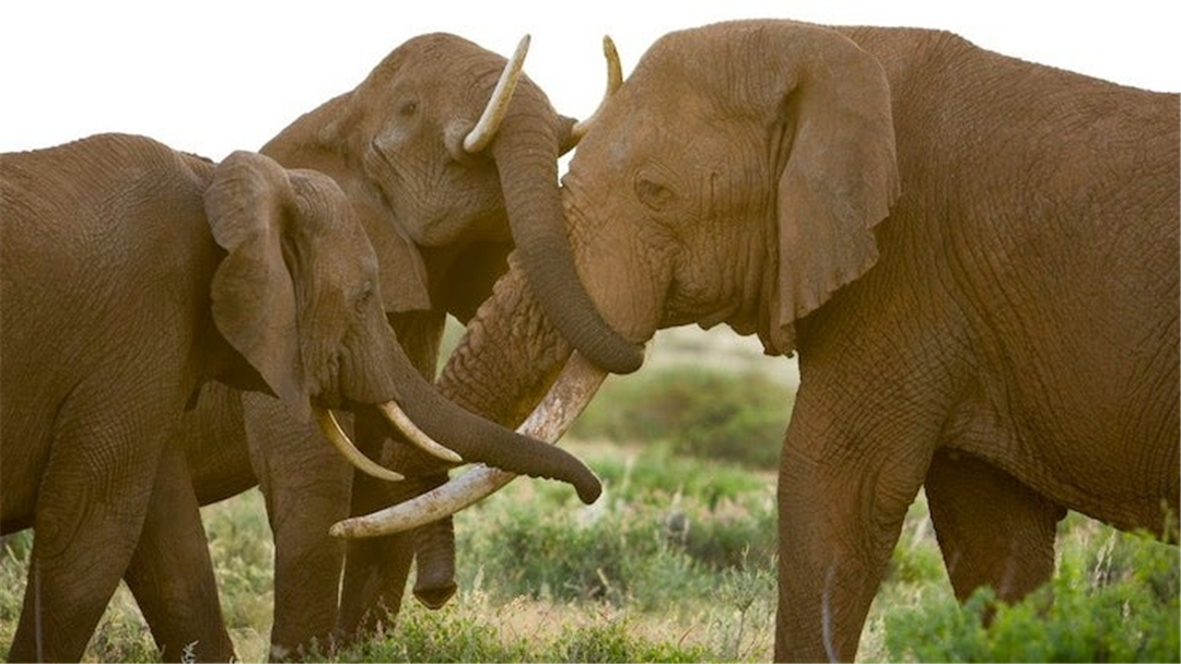 大象脚底可以感知很远的声音吗,大象听力来源于脚