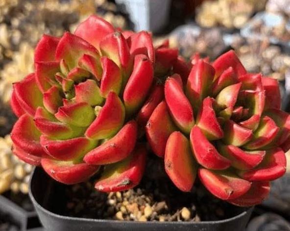 多肉褪色了怎么办,多肉褪色是什么问题