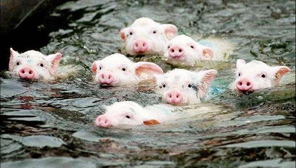 我是猪的对应数字,我是猪顺口溜