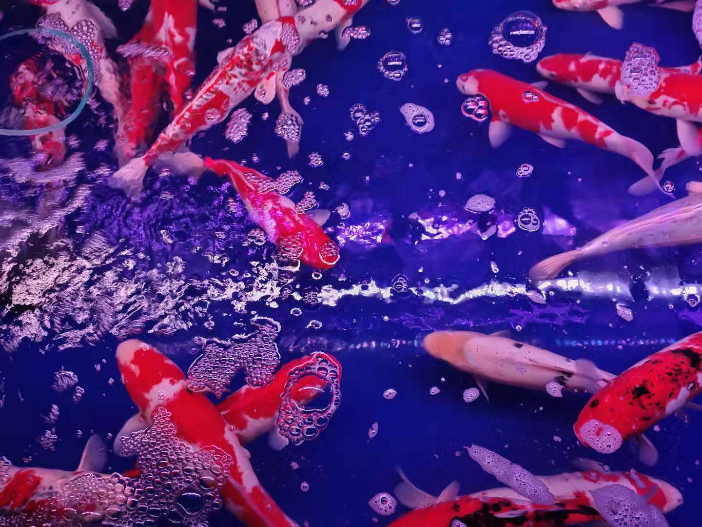 水体过肥对鱼有影响吗,肥水过多怎么解决水质问题