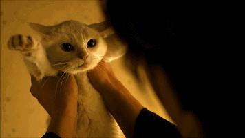 被猫咪调戏怎么办,猫咪被阿姨骚扰