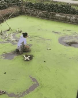 带狗狗回老家过年需要注意什么,带狗狗回家需要准备什么