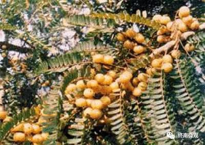 日本国花是什么花啊,全世界各国的国花是什么花