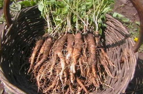 沙参是什么科植物,沙参是什么种形态