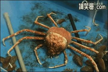 搞笑大哥爆笑图片,搞笑动图走一波