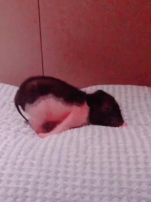 井柏然的家曝光,井柏然的猪