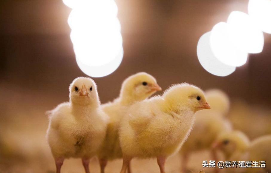 三农养鸡人鸡病防治知识分享,养鸡用不怕鸡病的方法