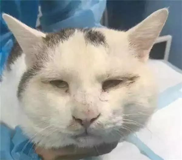 如何区分猫咪有鼻涕和泪痕,蓝白猫咪有泪痕怎么回事