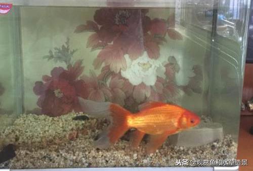 什么样的鱼缸牌子适合新手入门,150的鱼缸适合新手养的鱼