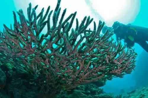 帕劳和斐济哪个好玩一点,帕劳vs斐济