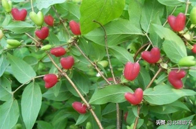 这个季节可食的一种小球形野果,什么野果含钙量最多