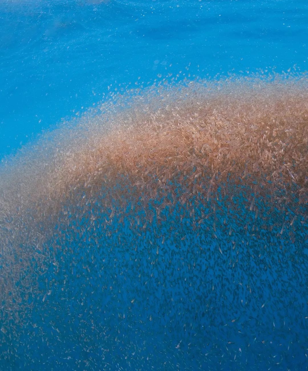 南极从哪里来的最多,南极从哪里开始到哪里结束